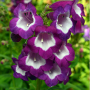 Penstemon Pensham Czar